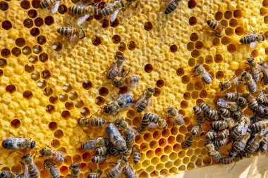 Canlı bir bal peteği üzerinde bal arılarının yakın plan görüntüsü. Arılar kuluçkaya yatıp bal üretiyorlar. Makro fotoğraf doğal arıcılık ve kovan etkinliğini gösteriyor.
