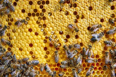 Canlı bir bal peteği üzerinde bal arılarının yakın plan görüntüsü. Arılar kuluçkaya yatıp bal üretiyorlar. Makro fotoğraf doğal arıcılık ve kovan etkinliğini gösteriyor.