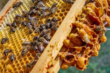 Canlı bir bal peteği üzerinde bal arılarının yakın plan görüntüsü. Arılar kuluçkaya yatıp bal üretiyorlar. Makro fotoğraf doğal arıcılık ve kovan etkinliğini gösteriyor.
