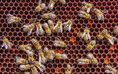Canlı bir bal peteği üzerinde bal arılarının yakın plan görüntüsü. Arılar kuluçkaya yatıp bal üretiyorlar. Makro fotoğraf doğal arıcılık ve kovan etkinliğini gösteriyor.