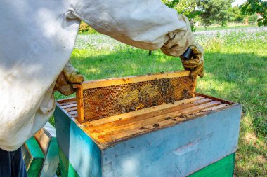 Koruyucu giysili bir arı yetiştiricisi kovandaki arılarla dolu bir çerçeveyi inceliyor. Etkinlik doğayla çevrili yeşil, güneşli bir ortamda gerçekleşiyor..