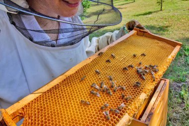 Koruyucu giysili bir arı yetiştiricisi kovandaki arılarla dolu bir çerçeveyi inceliyor. Etkinlik doğayla çevrili yeşil, güneşli bir ortamda gerçekleşiyor..