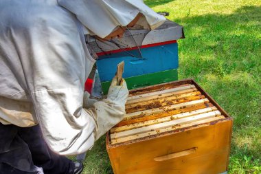Koruyucu giysili bir arı yetiştiricisi kovandaki arılarla dolu bir çerçeveyi inceliyor. Etkinlik doğayla çevrili yeşil, güneşli bir ortamda gerçekleşiyor..