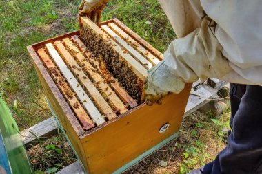 Koruyucu giysili bir arı yetiştiricisi kovandaki arılarla dolu bir çerçeveyi inceliyor. Etkinlik doğayla çevrili yeşil, güneşli bir ortamda gerçekleşiyor..