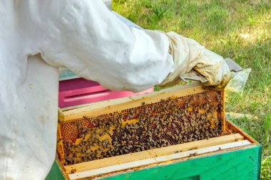 Koruyucu giysili bir arı yetiştiricisi kovandaki arılarla dolu bir çerçeveyi inceliyor. Etkinlik doğayla çevrili yeşil, güneşli bir ortamda gerçekleşiyor..
