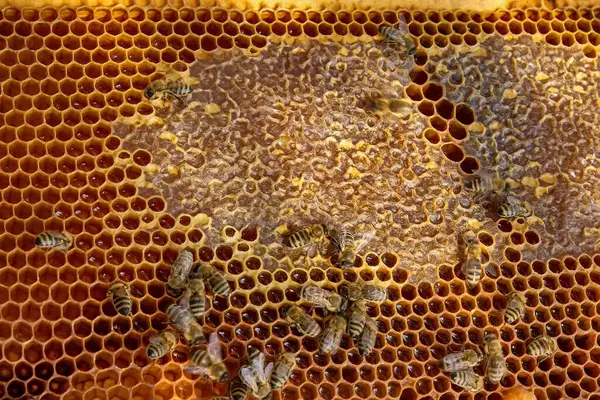 Canlı bir bal peteği üzerinde bal arılarının yakın plan görüntüsü. Arılar kuluçkaya yatıp bal üretiyorlar. Makro fotoğraf doğal arıcılık ve kovan etkinliğini gösteriyor.