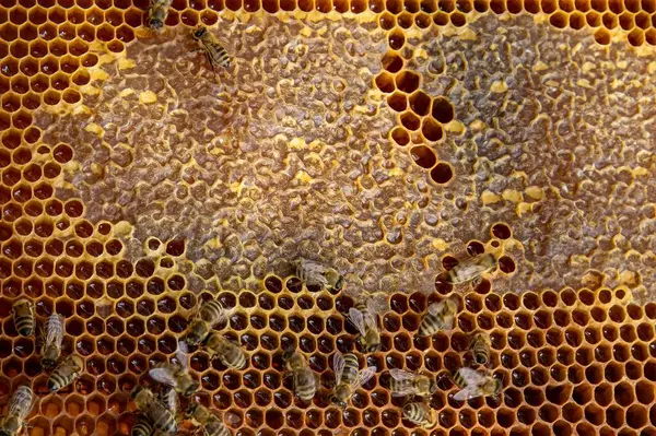Canlı bir bal peteği üzerinde bal arılarının yakın plan görüntüsü. Arılar kuluçkaya yatıp bal üretiyorlar. Makro fotoğraf doğal arıcılık ve kovan etkinliğini gösteriyor.