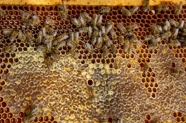 Canlı bir bal peteği üzerinde bal arılarının yakın plan görüntüsü. Arılar kuluçkaya yatıp bal üretiyorlar. Makro fotoğraf doğal arıcılık ve kovan etkinliğini gösteriyor.