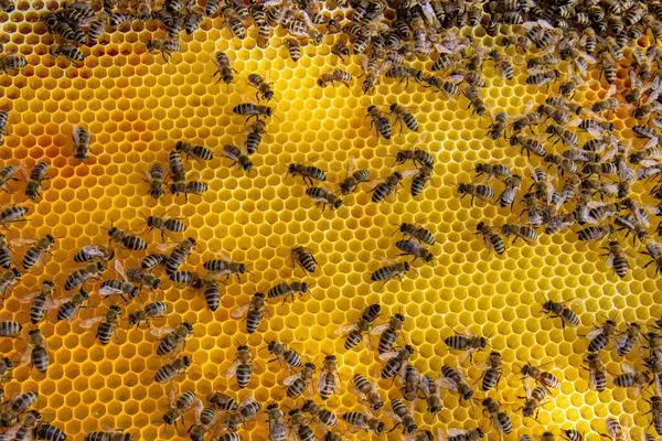 Canlı bir bal peteği üzerinde bal arılarının yakın plan görüntüsü. Arılar kuluçkaya yatıp bal üretiyorlar. Makro fotoğraf doğal arıcılık ve kovan etkinliğini gösteriyor.