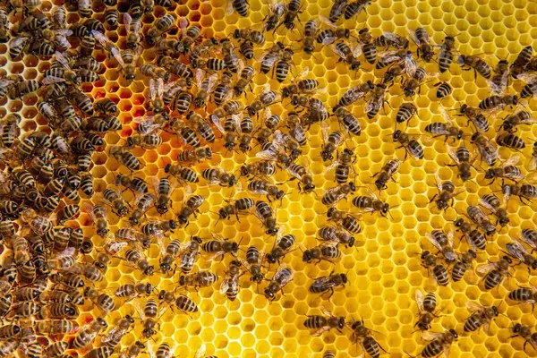 Canlı bir bal peteği üzerinde bal arılarının yakın plan görüntüsü. Arılar kuluçkaya yatıp bal üretiyorlar. Makro fotoğraf doğal arıcılık ve kovan etkinliğini gösteriyor.