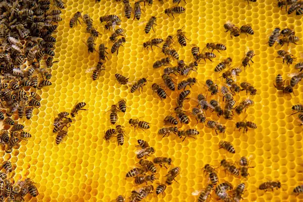 Canlı bir bal peteği üzerinde bal arılarının yakın plan görüntüsü. Arılar kuluçkaya yatıp bal üretiyorlar. Makro fotoğraf doğal arıcılık ve kovan etkinliğini gösteriyor.