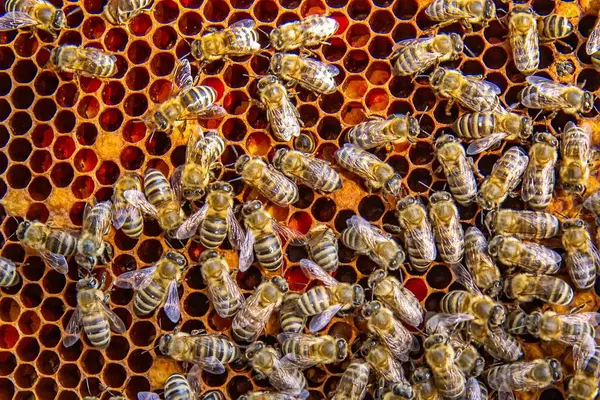 Canlı bir bal peteği üzerinde bal arılarının yakın plan görüntüsü. Arılar kuluçkaya yatıp bal üretiyorlar. Makro fotoğraf doğal arıcılık ve kovan etkinliğini gösteriyor.
