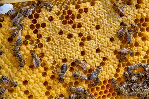 Canlı bir bal peteği üzerinde bal arılarının yakın plan görüntüsü. Arılar kuluçkaya yatıp bal üretiyorlar. Makro fotoğraf doğal arıcılık ve kovan etkinliğini gösteriyor.