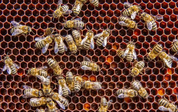 Canlı bir bal peteği üzerinde bal arılarının yakın plan görüntüsü. Arılar kuluçkaya yatıp bal üretiyorlar. Makro fotoğraf doğal arıcılık ve kovan etkinliğini gösteriyor.