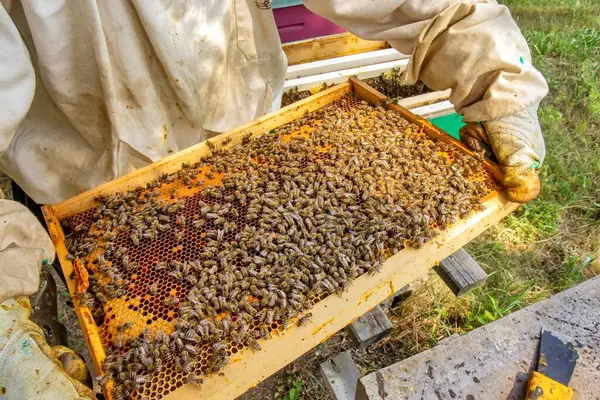 Koruyucu giysili bir arı yetiştiricisi kovandaki arılarla dolu bir çerçeveyi inceliyor. Etkinlik doğayla çevrili yeşil, güneşli bir ortamda gerçekleşiyor..