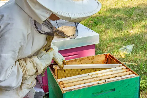 Koruyucu giysili bir arı yetiştiricisi kovandaki arılarla dolu bir çerçeveyi inceliyor. Etkinlik doğayla çevrili yeşil, güneşli bir ortamda gerçekleşiyor..