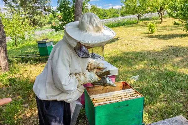 Koruyucu giysili bir arı yetiştiricisi kovandaki arılarla dolu bir çerçeveyi inceliyor. Etkinlik doğayla çevrili yeşil, güneşli bir ortamda gerçekleşiyor..