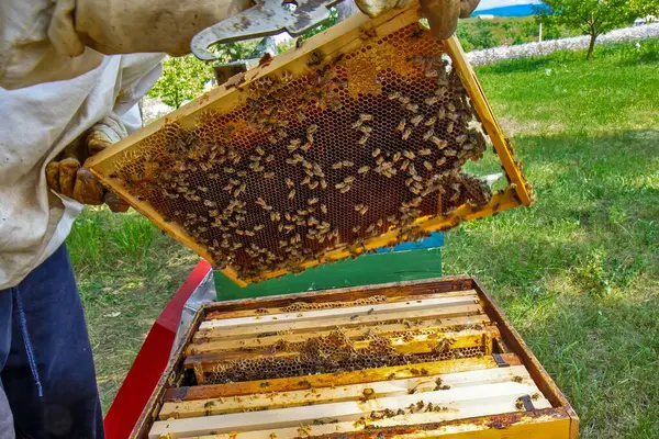Koruyucu giysili bir arı yetiştiricisi kovandaki arılarla dolu bir çerçeveyi inceliyor. Etkinlik doğayla çevrili yeşil, güneşli bir ortamda gerçekleşiyor..