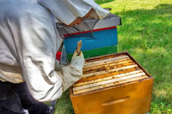 Koruyucu giysili bir arı yetiştiricisi kovandaki arılarla dolu bir çerçeveyi inceliyor. Etkinlik doğayla çevrili yeşil, güneşli bir ortamda gerçekleşiyor..