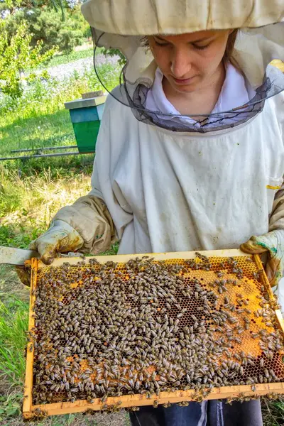 Koruyucu giysili bir arı yetiştiricisi kovandaki arılarla dolu bir çerçeveyi inceliyor. Etkinlik doğayla çevrili yeşil, güneşli bir ortamda gerçekleşiyor..