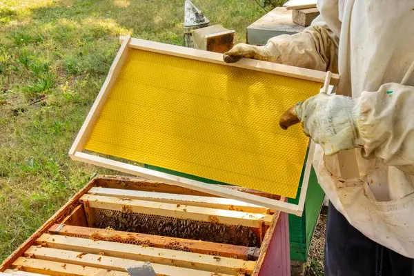 Bir arı yetiştiricisi rutin kovan bakımı sırasında taze sarı bal peteği çerçevesini inceler..