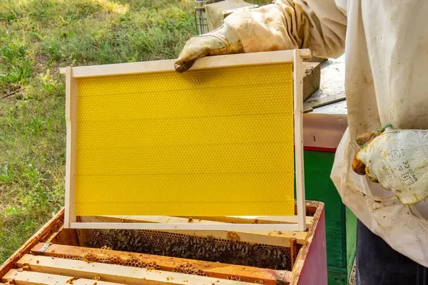 Bir arı yetiştiricisi rutin kovan bakımı sırasında taze sarı bal peteği çerçevesini inceler..
