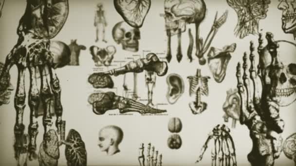 ヴィンテージ科学人間解剖学レトロなヴィンテージ映画の背景 4Kモーショングラフィックス人間の身体解剖学の要素を持つ科学のテクスチャの背景脳 頭蓋骨 様々な臓器やカメラがフィールドの深さで拡大 — ストック動画
