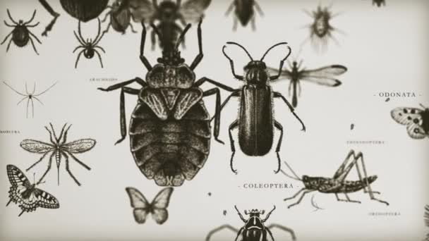 Ретро Омолог Gallery Loop Графика Движения Винтажном Фоне Различными Инсектицидами — стоковое видео
