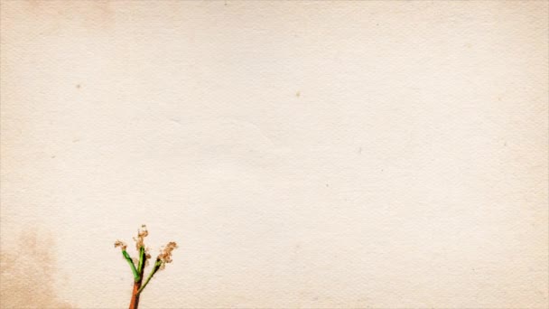 复古复古花卉绘画的空白空间 4K动画复古花卉再现 具有颗粒 噪声效果的复古纸张纹理及空白交流空间 — 图库视频影像