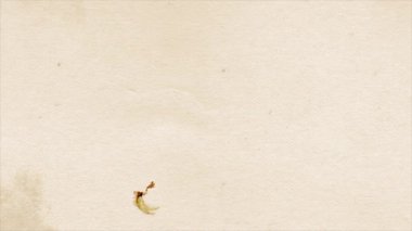 Klasik Floral Banner Reveal / 4k animasyonu eski kağıt dokusunda tahıllı ve gürültü efektli antika bir çiçekli pankart resmi ortaya çıkardı