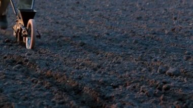 Mısır ekiyorum. Mısır tohumu tohumu eken el ekiciler..