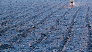 Mısır ekiyorum. Mısır tohumu tohumu eken el ekiciler..