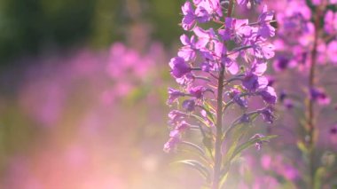İlaç fabrikası. Vahşi tıbbi bitki. Yosun. Epilobium angustifolium. Chamerion angustifolium.