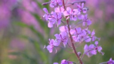 İlaç fabrikası. Vahşi tıbbi bitki. Yosun. Epilobium angustifolium. Chamerion angustifolium. Rusya 'nın ortasındaki bir arazide.