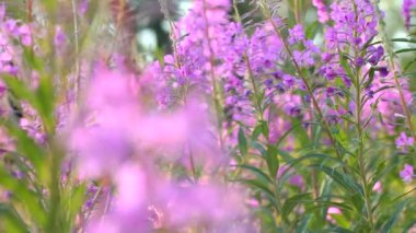 İlaç fabrikası. Vahşi tıbbi bitki. Yosun. Epilobium angustifolium. Chamerion angustifolium.