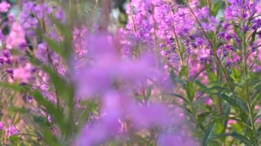 İlaç fabrikası. Vahşi tıbbi bitki. Yosun. Epilobium angustifolium. Chamerion angustifolium.