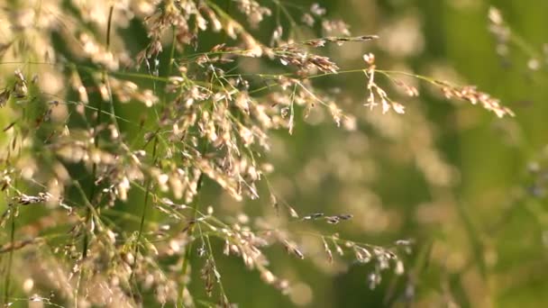 Grassommertag Gras Und Brise Sonniger Sommertag — Stockvideo
