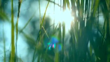 Çimen yaz günü. Çimen ve esinti güneşli yaz günü.