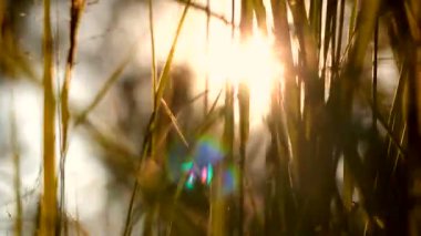 Çimen yaz günü. Çimen ve esinti güneşli yaz günü.