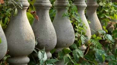İyonik tarzda taş parmaklıklar. Terasın eski taş korkulukları bir üzüm sarmaşığıyla çevrili. Kırım.