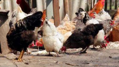 Evcil kuş. Doğal ekonomi. Beslenme sırasında ve açık alanda kümes hayvanları.