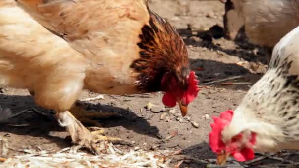 国内の鳥 自然経済だ 養鶏場やオープンスペースで — ストック動画