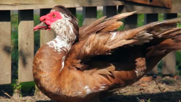 Hausvogel Natürliche Wirtschaft Geflügel Während Der Fütterung Und Freiland — Stockvideo