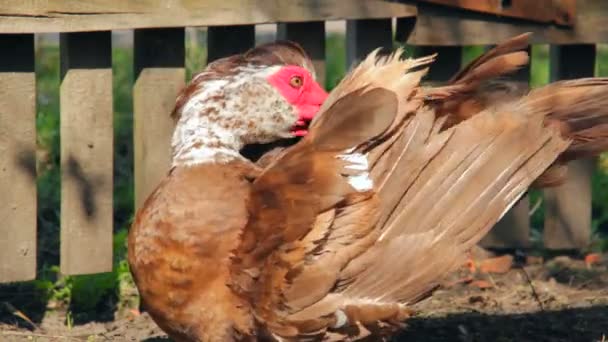 Hausvogel Natürliche Wirtschaft Geflügel Während Der Fütterung Und Freiland — Stockvideo