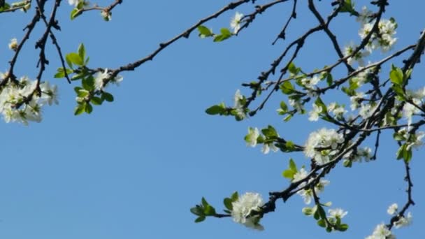 Білі Квіти Вишні Гілка Вишневого Дерева Цвіте Навесні — стокове відео