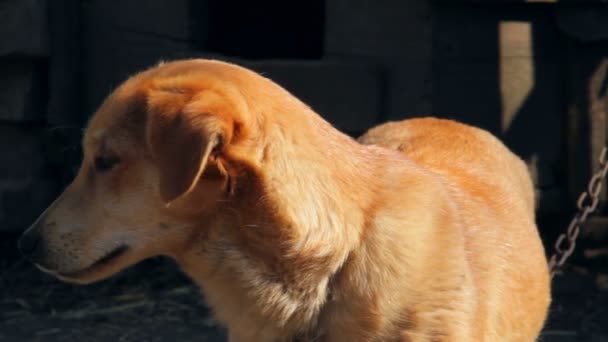 Zabawny Pies Ogon Sierść Zwierzęca Łańcuch — Wideo stockowe