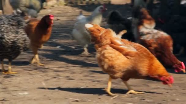 Husfågel Naturlig Ekonomi Fjäderfä Utfodring Och Det Öppna Utrymmet — Stockvideo