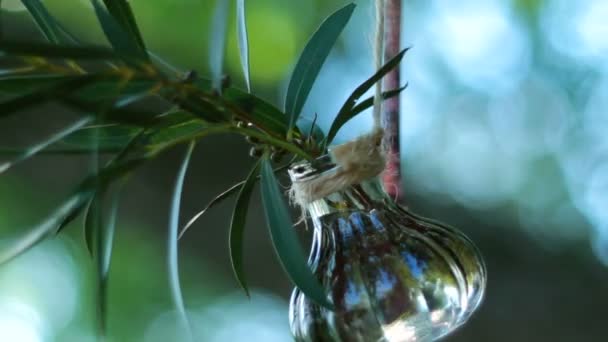 柳の枝 水の入ったガラス瓶の柳の枝 — ストック動画