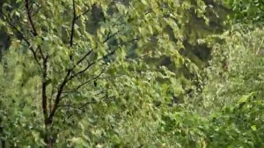 Rusya 'da yaz yağmuru. Yaz yağmurunda ıhlamur ve huş ağacı.