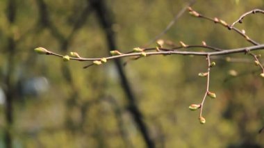 Genç ıhlamur tomurcukları. Genç ıhlamur tomurcukları hafif rüzgâr altında hareket eder. Bahar.